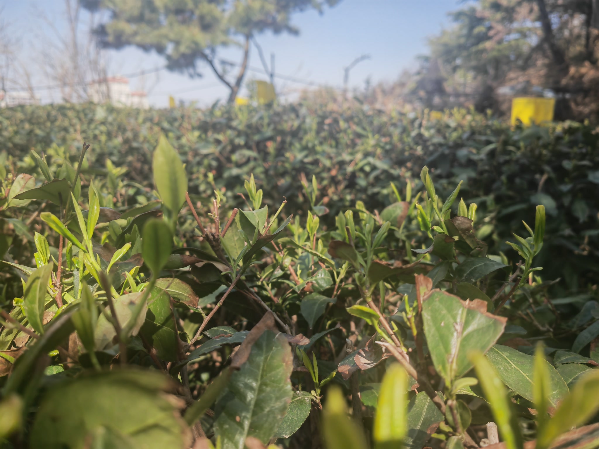 大茶场 蓝睛官网