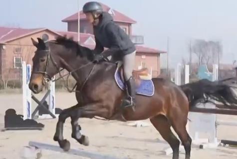 新春走基层｜马年看马 一马当先