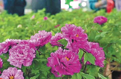 新春走基层丨60万盆菏泽牡丹逆季“赴约”