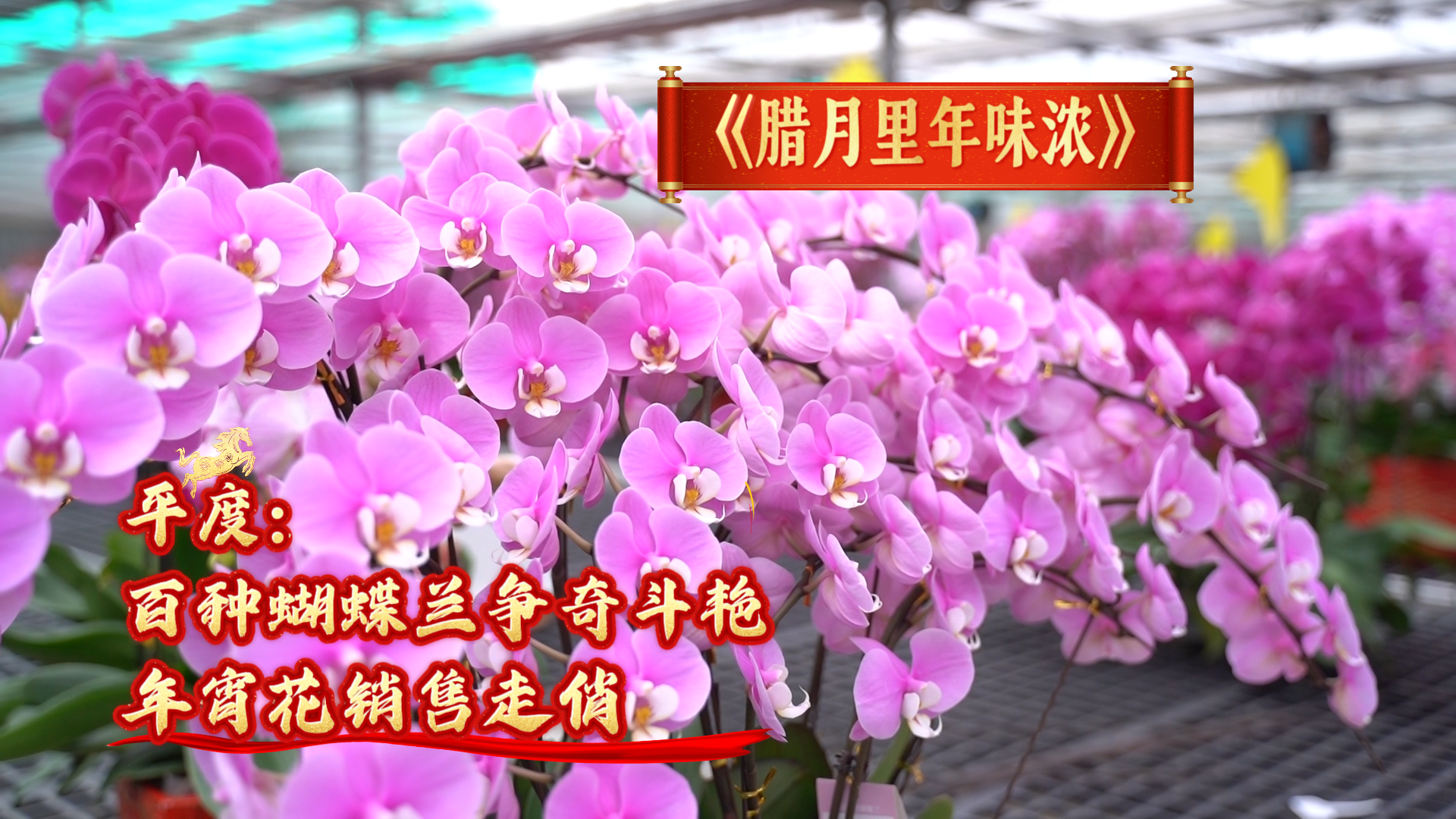 新春走基层丨平度：百种蝴蝶兰争奇斗艳 年宵花销售走俏